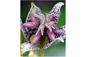 IDEA HIGH Tricyrtis hirta -Lily - 20 Seeds