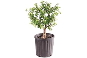 Brussel's Bonsai Live Dwarf Jade Bonsai Tree, Indoor - Medium, 4 Years Old, 8 to 12 Inches Tall - Jade Tree in Grower Bonsai Pot
