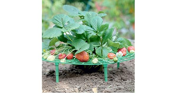 LFS Soporte para Fresas Que Mantiene la Fresa Limpia: Amazon.es ...