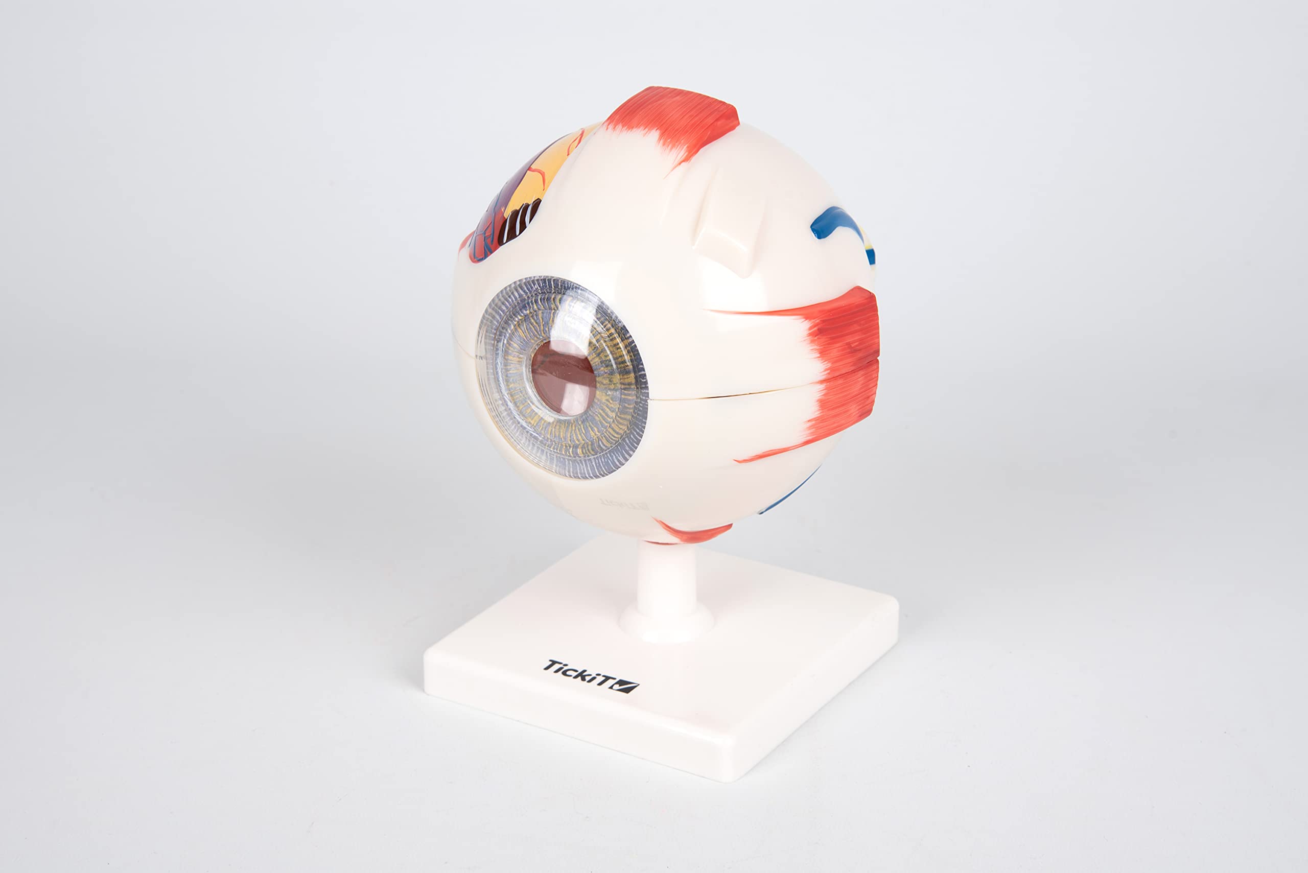 TickiT 03101 Human Eye 4x Life Size Model, 6 Parts