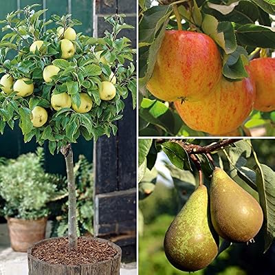 Thompson & Morgan - Árbol de fruta de manzana para jardín, pequeño ...