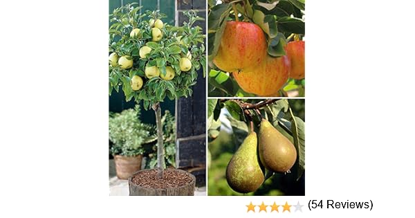 Thompson & Morgan - Árbol de fruta de manzana para jardín, pequeño ...