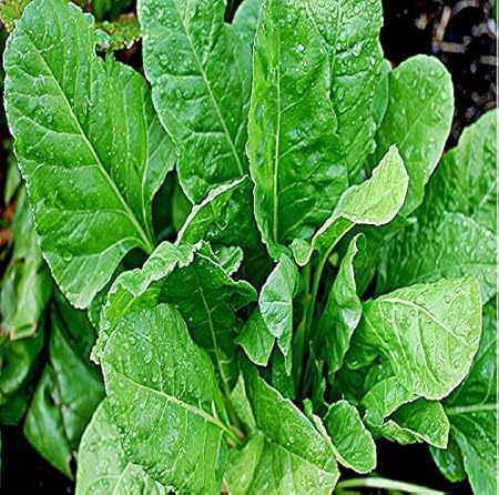 ANTIER SPINACH SEEDS (AVG 50-100) SEEDS X 10 PACKET