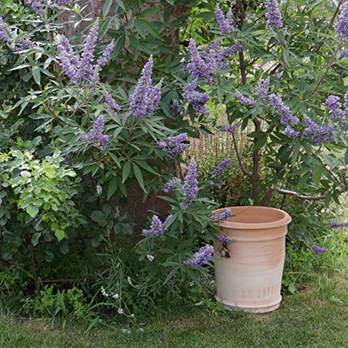 Kreta Keramik frostfester handgefertigter Terracotta Blumentopf, Pflanzkübel, Pflanzgefäß zum Bepflanzen für den Innen… – Bild 5