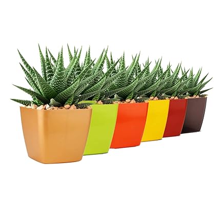Plastic Pot, Multicolour, 6 INCH, 6 Pc