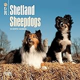 Shetland Sheepdogs 2017 Small Wall Calendar