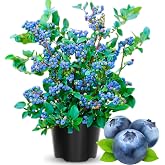 High Yield Blueberry Plant Live, Fruit Seedling, 1-2 Ft Tall, 2 Gallon Pot | 2 Year Old, Full Sun, Acidic Well-Drained Soil, USDA Zones 4-9, Summer Fruit, High Yield Berries