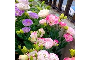 KCT GARDEN Lisianthus Seeds, Pack of 100 Mixed Color Eustoma Grandiflorum Seeds, Flower Seeds for Planting
