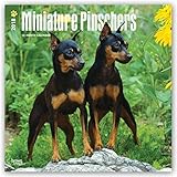 Image de Miniature Pinschers 2018 12 x 12 Inch Monthly Square Wall Calendar, Animals Dog Breeds