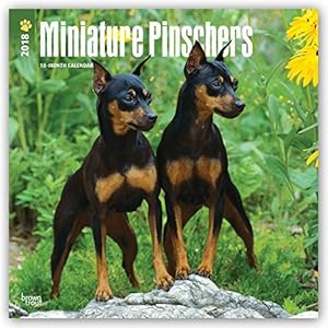 Miniature Pinschers 2018 12 x 12 Inch Monthly Square Wall Calendar, Animals Dog Breeds