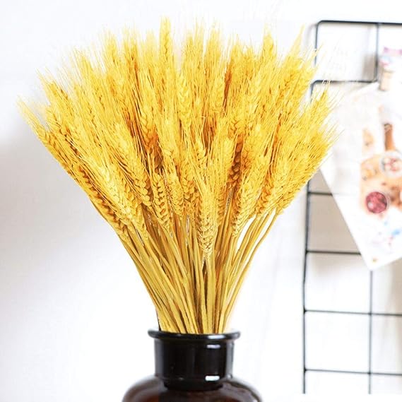 100 Stems Dried Wheat Stalks, Golden Dried Natural Wheat Sheave Bundle