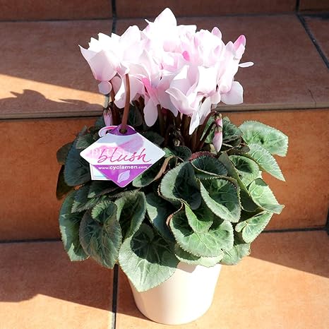 Amazon Co Jp シクラメン ブラッシュ 5号プラスチック鉢 開花株 品種で選べる鉢花 1個売り デリケートに パウダーをのせたようなパステルトーンの花弁です 白い花弁にさっと頬紅をさしたような美しいニュアンス 寒くなってくると花弁の上部がさらに濃く色づい