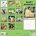 Summit Avalon 2017 Calendar 12 x 12 Wall Baby Animals (82362)