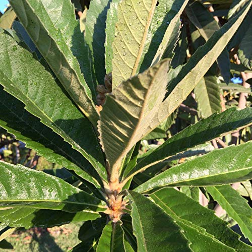 RubyShop724 20 Pcs Organic Garden Loquat Dried or Fresh Leaves