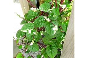 HARLEY SEEDS 30 Malabar Red Stem Spinach Seeds Herb Heirloom Non-GMO Phooi Leaf, Red Vine, Alugbati, Vietnamese, from USA