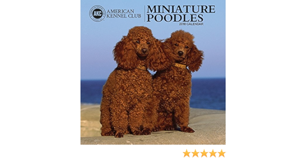 kennel club miniature poodle