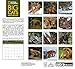 National Geographic Big Cats 2017 Wall Calendar