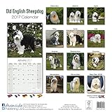 Image de Sheepdog Calendar 2017 - Old English Sheepdog - Sheep Dog - Dog Breed Calendars - 2016 - 2017 wall calendars - 16 Month by Avonside