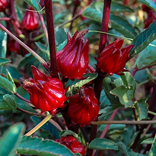 Organic Hibiscus sabdariffa / Roselle Seeds NonGMO, Certified Organic