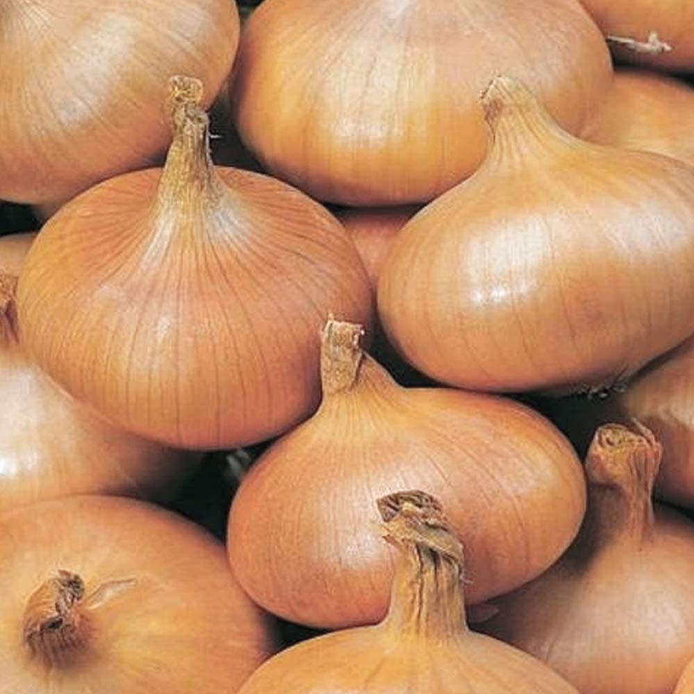 Centurion Onion Sets Allium Cepa - RHS Award of Garden Merit - Perfect to Cultivate in Your Kitchen Garden - 150 Grams