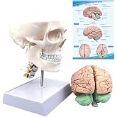 Human Skull and Brain Anatomy Model Life-Size | With Labels, Cervical Vertebra &amp; Base, For Studying, Medical Neuroscience, Anatomy Teaching