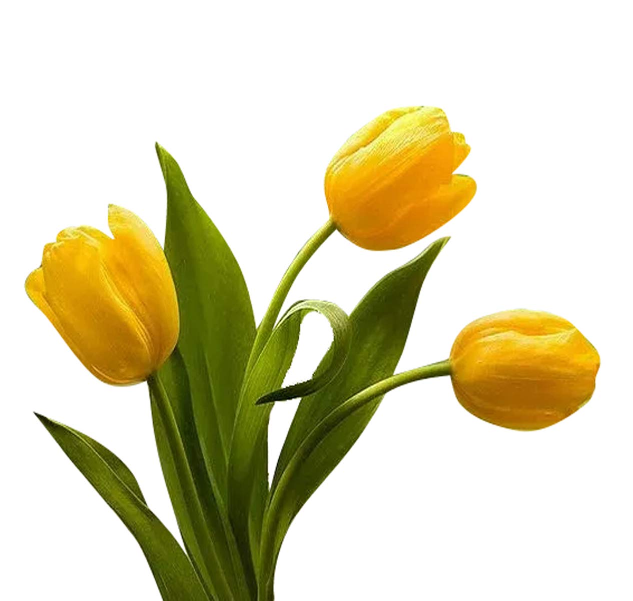 Download Free Futaba Tulip Flower Seeds Yellow 20pcs Amazon In Garden Outdoors PSD Mockup Template