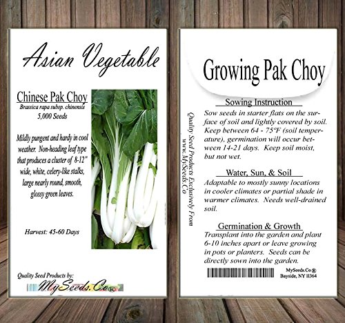 BIG PACK - (5,000) Chinese PAK CHOI Pak Choy Cabbage seeds - Mildly pungent and hardy in cool weather - Non-GMO Seeds by MySeeds.Co (BIG PACK - Pak Choy) - Thumbnail 5