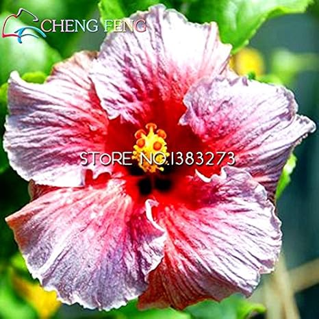 Amazon Co Jp 部屋の花鉢植えの植物のための販売の100pcsハイビスカス種子17kinds Hibiscus Rosa ススキの花の 種ハイビスカスの木の盆栽上 ホーム キッチン