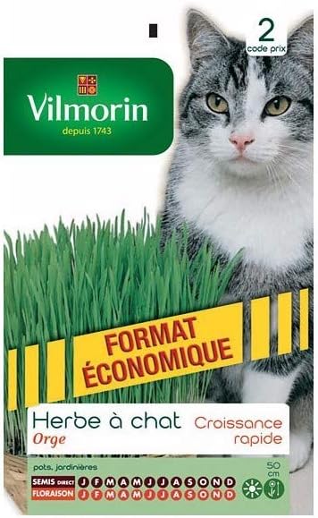 Vilmorin Sachet Graines Herbe A Chat Amazon Fr Jardin