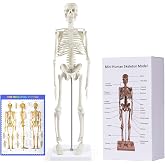 breesky Human Skeleton Model for Anatomy: 17&rdquo; Human Skeleton Model with Movable Arms and Legs - Scientific Model for Study and Display