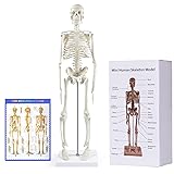 breesky Human Skeleton Model for