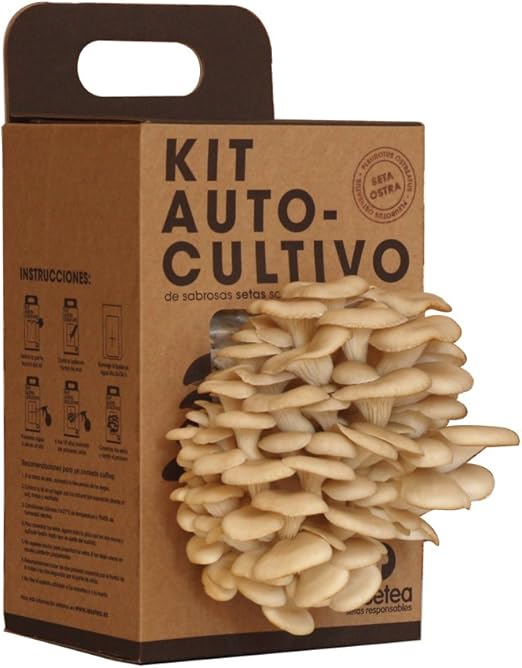 Kit Autocultivo de setas ostra sobre posos de café reciclados de ...