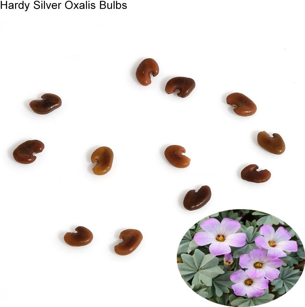 Flower Seeds,Catkoo 10 Pcs Shamrock Oxalis Triangularis Bulbs Easy to Plant Leaf Flower Seeds - Hardy Silver Oxalis Bulbs