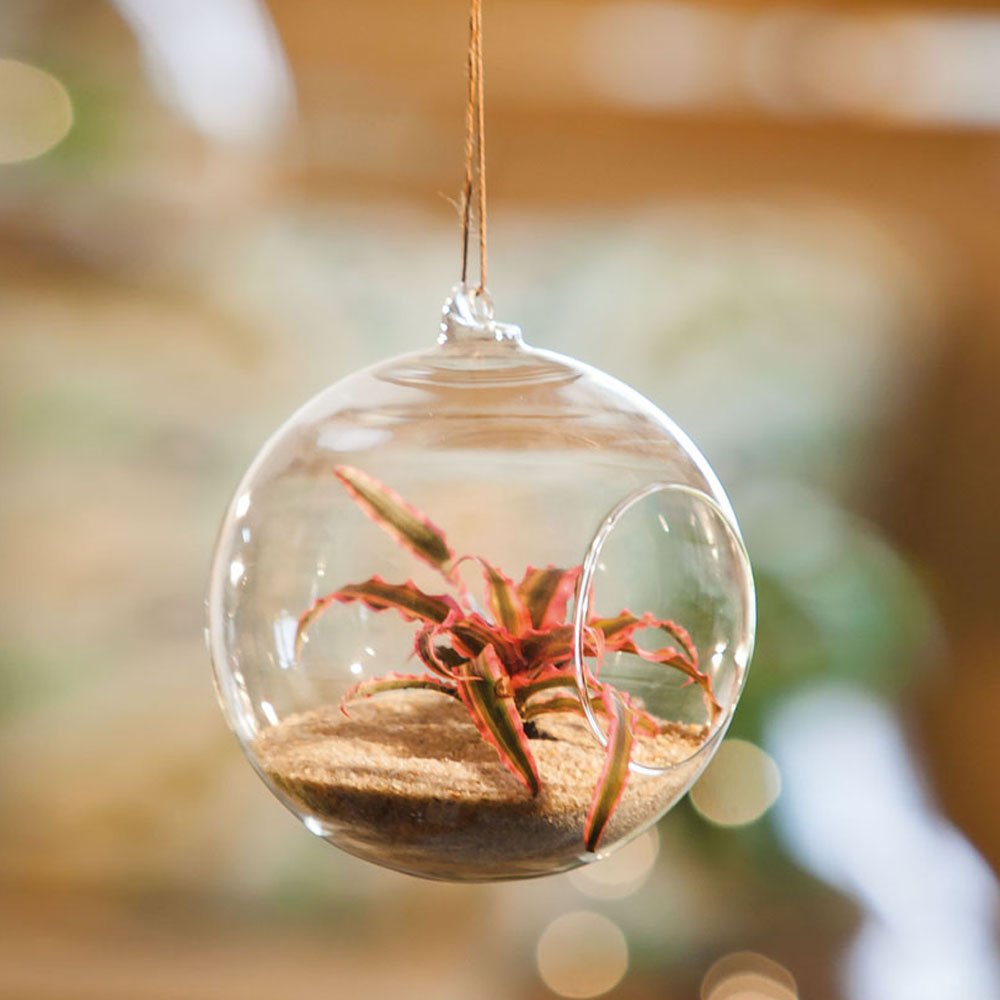 Glass Ball Hanging Terrarium Garden & Outdoor
