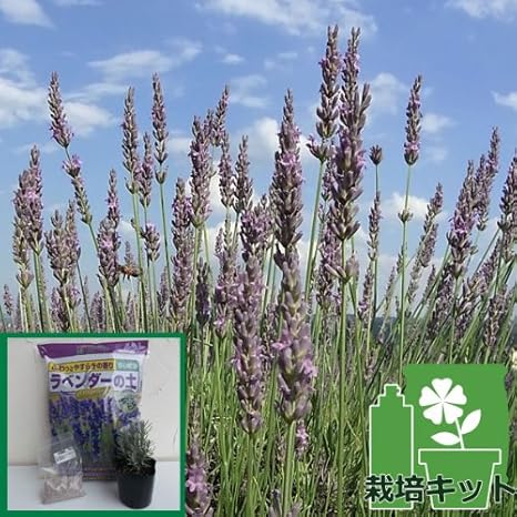 Amazon ラベンダー ラバンジン グロッソ3号ポット1株と土と肥料のセット ハーブ