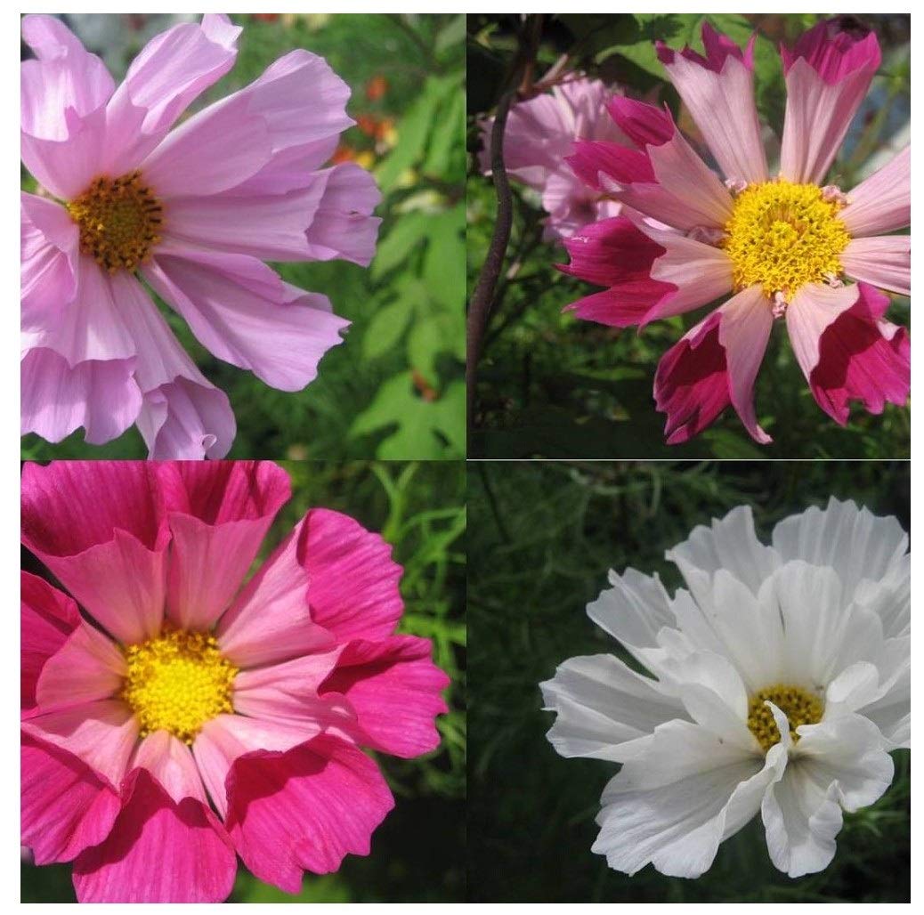 PREMIER SEEDS DIRECT - Cosmos - BIPINNATUS - SEA Shells Mix - 500 Flower Seeds