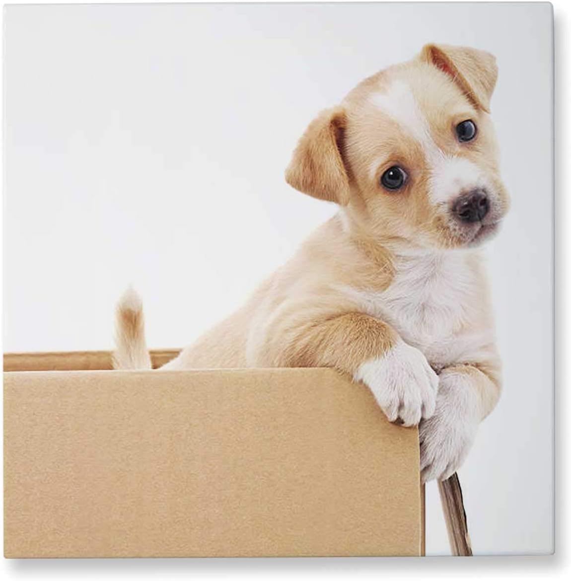 science diet lamb and rice puppy