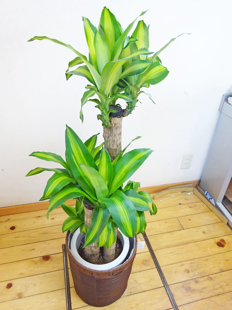 100 の保証 花言葉は幸福 鉢カバー付ドラセナマッサンゲアナ 幸福の木 110センチ前後 8号プラ鉢 鉢カバーはホワイトになります B01bm9fmt6 レビューで送料無料 90a3acu P1ai