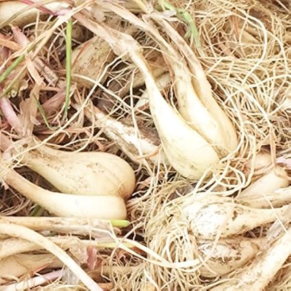 ロイヤリティフリーらっきょう 種 最高の花の画像