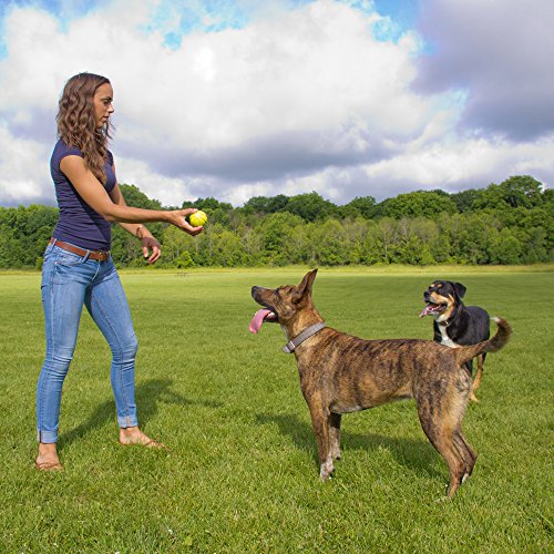 Hyper Pet Hyper Chewz Ball Chew Toy For Dogs