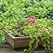Ginsco 12pcs Colorful 3D Wings Butterfly Stakes Yard Patio Garden Plant Pot Flower Bed Decor Miniature Fairy Garden Butterflies Decorations
