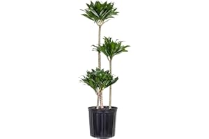 U UNITED NURSERY United Nursery Dracaena Janet Craig Compacta – Tall Indoor Plant in 10” Grower Pot – 38–42 Inches Tall – Low-Light, Air-Purifying Tropical Houseplant – Easy-Care Green Foliage for Home or Office