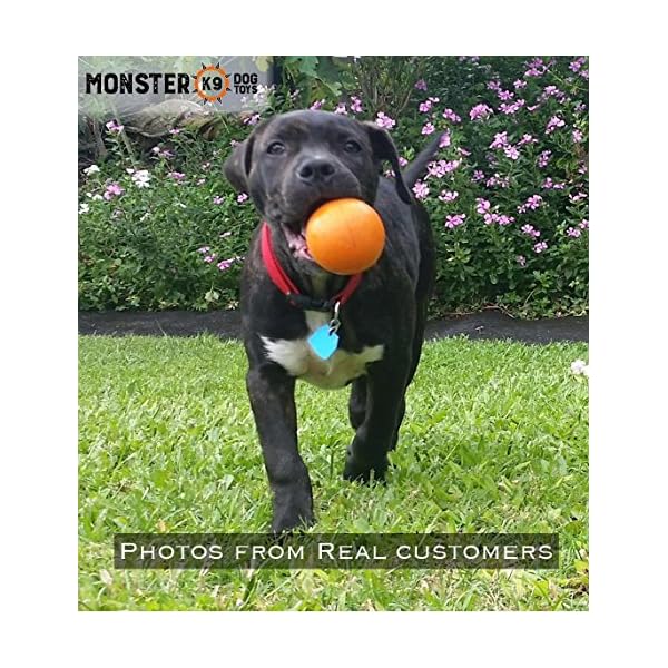 indestructible dog toys lifetime guarantee