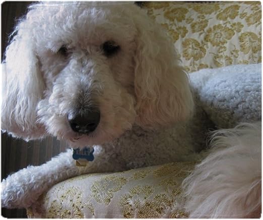 goldendoodle throwing up