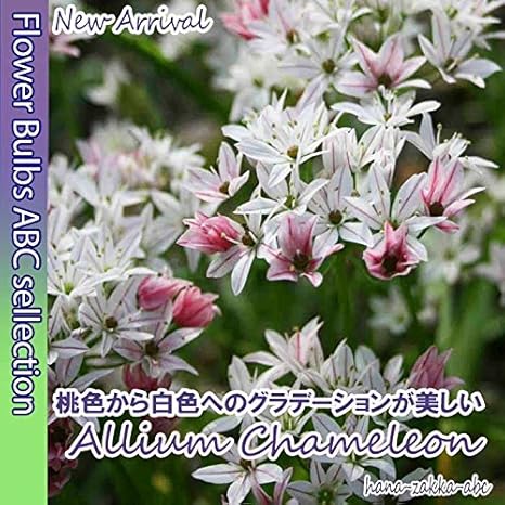 Amazon 色鮮やか アリウム カメレオン5球 オランダからの花便り 秋植え球根 観葉植物 オンライン通販