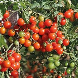 Tomato Cherry Maskotka Cascading Trailing Dwarf