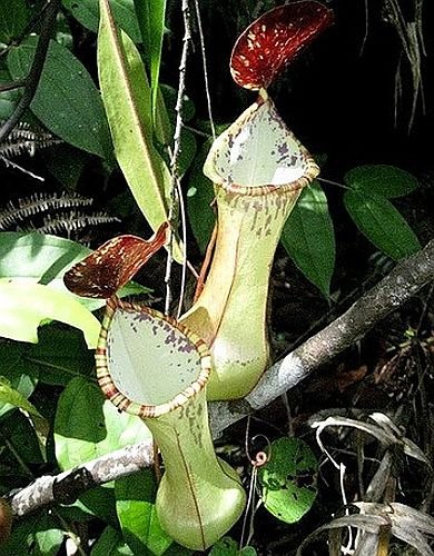 Nepenthes beccariana Sipogas Area - pitcher plant - 5 seeds