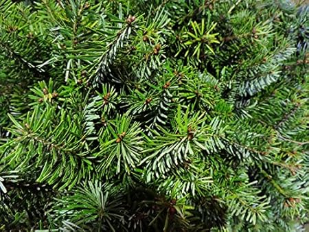 50 Stk. Nordmanntanne Borshomi - (Abies nordmanniana Borshomi)Wurzelware 2 jährig 5-8 cm