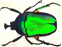 44mm Real Unicorn Green Rose Chafer Beetle in