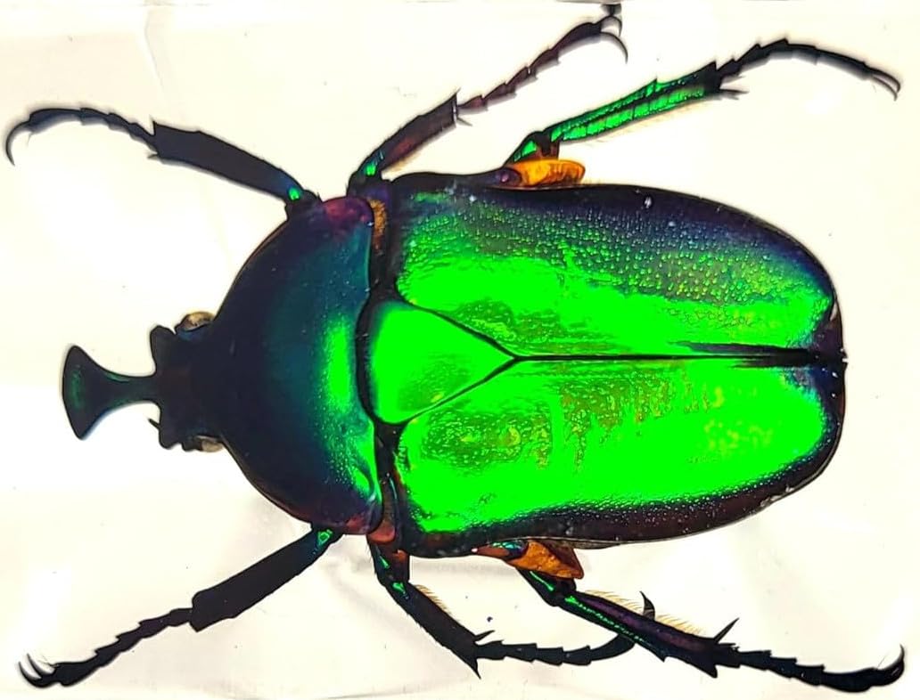 44mm Real Unicorn Green Rose Chafer Beetle in